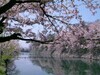 日本樱花祭