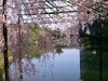 日本樱花祭二