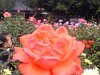 [分享]手机拍的玫瑰花