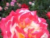 [分享][照相手机]玫瑰花 2