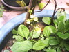 [Digimaster]盆栽长出来的小植物~小黄花