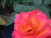 [Canon]雨后玫瑰花