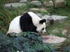 [Pentax]熊猫