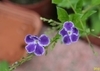 紫蕾丝金露花