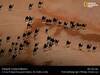 国家地理杂志空拍骆驼