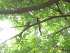[SONY]树上的鸟儿