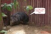 有袋动物 wombat - 袋熊，昵称"王八熊"(英文谐音)