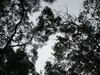 [SONY]树梢的边缘