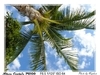 [Nikon/Nikkor]椰子树
