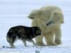 野生北极熊与狗玩耍并拥抱