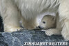 德國“明星北極熊”