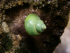 [SONY]青山蜗牛