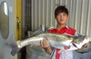 苗栗 95公分12.5斤 鱸魚