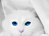 长着蓝色眼睛的猫咪和有趣的小猫咪( ..