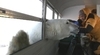 这北极熊把头伸到车窗内了(还真是令人惊呀哪)！