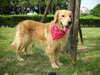 黄金猎犬是很流行的常见常见狗品种