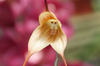 神奇的猴脸兰花